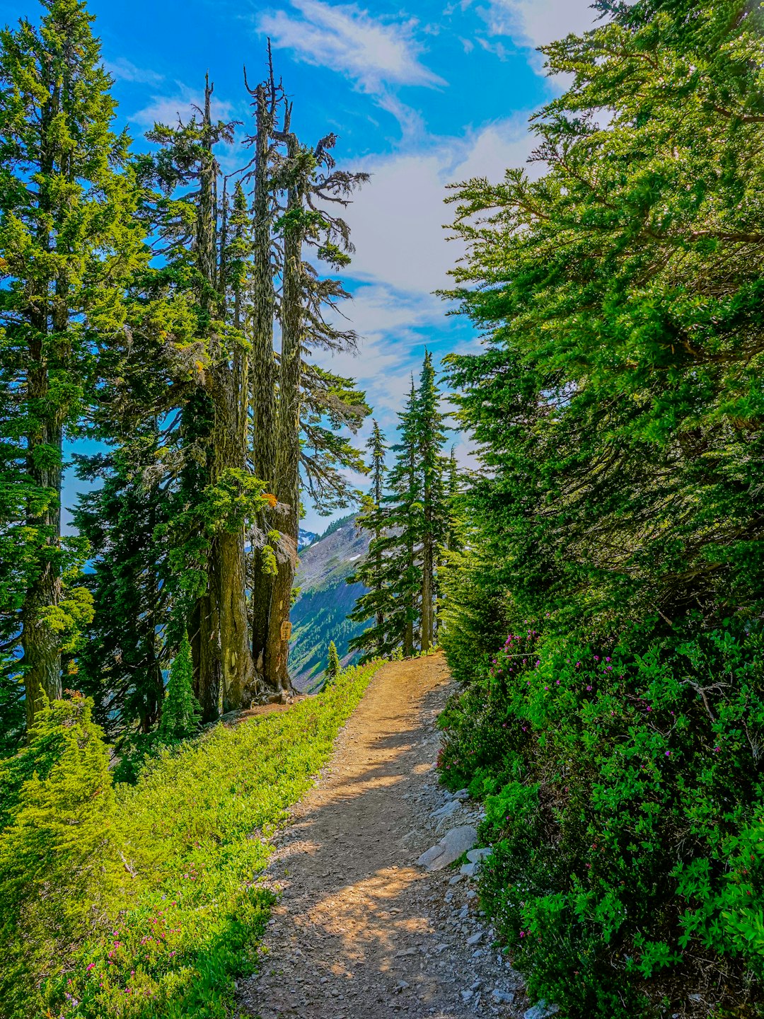 Un sentiero sterrato serpeggia attraverso una lussureggiante foresta montana.